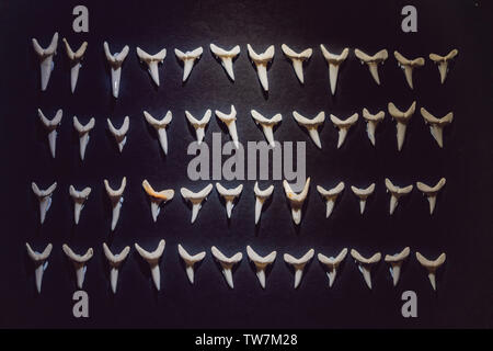 Un certain nombre de dents de requin fossilisées blanc isolé sur fond noir Banque D'Images
