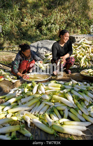 Femme et fille blanc chinois fraîchement récolté de nettoyage (radis daikon) près de Daman, Népal Banque D'Images