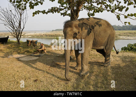 Un gardien surveille un jeune éléphant asiatique au Jungle Lodge Barahi au bord de la rivière Rapti en parc national de Chitwan, au Népal Banque D'Images