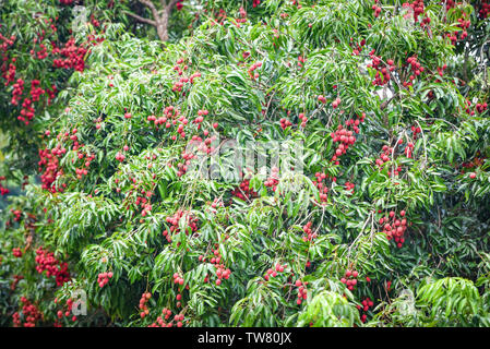 Fruits frais mûrs Litchi Litchi s'accrochent à l'arbre du jardin Banque D'Images