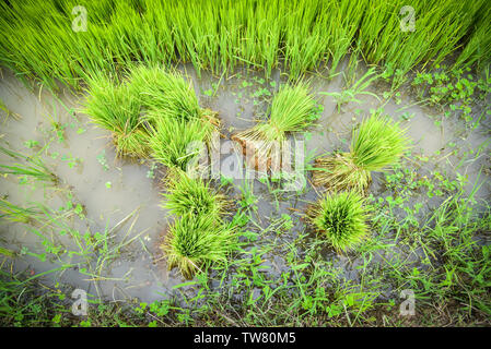 Les semis de riz à planter dans la terre agricole préparé pour la culture asiatique agricole / champ de riz de l'ensemencement en saison des pluies Banque D'Images