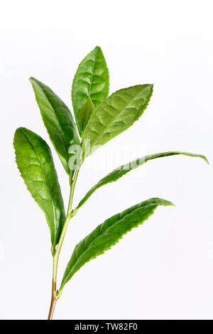 Licence et estampes à MaximImages.com - feuilles d'arbre de thé vert, Camellia sinensis, gros plan. Les feuilles d'une plante de thé sont utilisées pour produire plusieurs Banque D'Images
