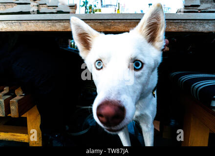Les yeux bleus le plus fou jamais vu sur un chien ! Banque D'Images