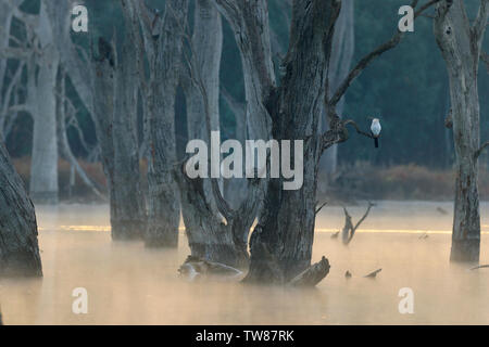 Australasian darter Anhinga, dard ou de l'Australie novaehollandiae, perché dans un arbre, à un matin brumeux dans les zones humides près de Forbes Nouvelle Galles du Sud Banque D'Images