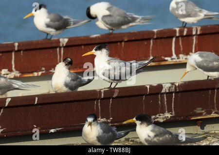 La sterne huppée troupeau, Thalasseus bergii, au port d'Apollo Bay, Victoria, Australie Banque D'Images