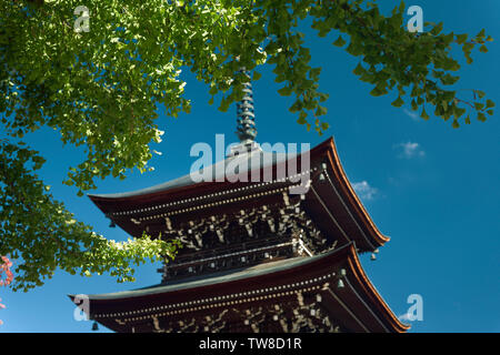 Hida Kokubunji Pagode du Temple sous un vieux arbre Ginkgo plus de ciel bleu dans la ville de Takayama, préfecture de Gifu au Japon. Banque D'Images