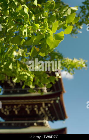 Feuilles de l'arbre de Ginkgo Grand à Hida Kokubunji Temple avec une pagode à l'arrière-plan. Takayama, préfecture de Gifu au Japon. Banque D'Images