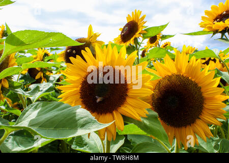 Tournesols dans un champ de la Banque D'Images