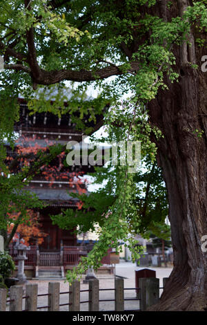 Le grand arbre de Ginkgo à Hida Kokubunji Temple avec une pagode à l'arrière-plan. Takayama, Gifu, Japon. Banque D'Images