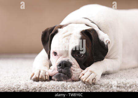 Mignon chien Boxer blanc couché sur le tapis. Adoption d'animaux de compagnie Banque D'Images