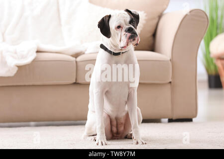Mignon chien Boxer blanc à l'intérieur. Adoption d'animaux de compagnie Banque D'Images