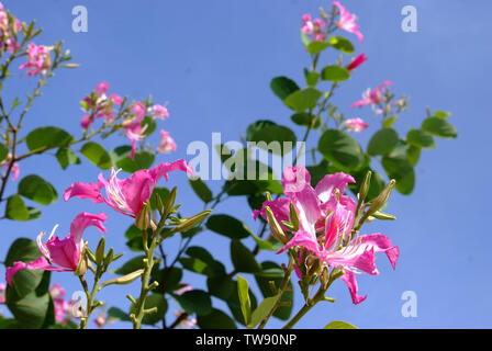 Arbre Orchidée pourpre, Hong Kong Orchid Tree, Pourpre Bauhinia Banque D'Images