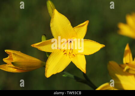 Hemerocallis lilioasphodelus fleur de la direction générale a également appelé Lily, jaune citron, l'hémérocalle Hemerocallis flava . Banque D'Images