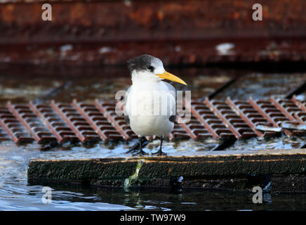 La sterne huppée, Thalasseus bergii, au port d'Apollo Bay, Victoria, Australie Banque D'Images