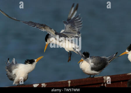 La sterne huppée, Thalasseus bergii, au port d'Apollo Bay, Victoria, Australie Banque D'Images