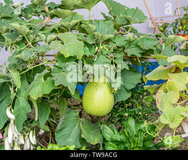 Aubergine, aubergines, ou de plantes à fleurs brinjal. espèces végétales dans la famille des solanacées. Banque D'Images