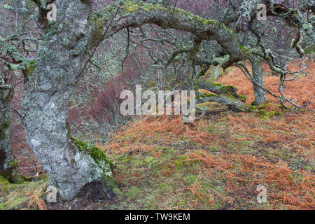 Bouleau blanc européen, le bouleau verruqueux (Betula pendula). Arbre noueux. Le Parc National de Cairngorms, en Écosse Banque D'Images