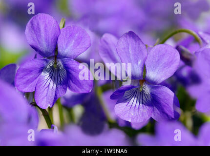 Début de chien-violette (Viola reichenbachiana). deux fleurs. Allemagne Banque D'Images
