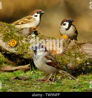 Moineau domestique (Passer domesticus, à l'avant) et deux moineaux (Passer montanus, derrière) sur un journal moussue. Allemagne Banque D'Images