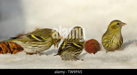 Tarin des pins (Carduelis spinus eurasienne). En quête d'oiseaux trois neige dans la neige. Allemagne Banque D'Images