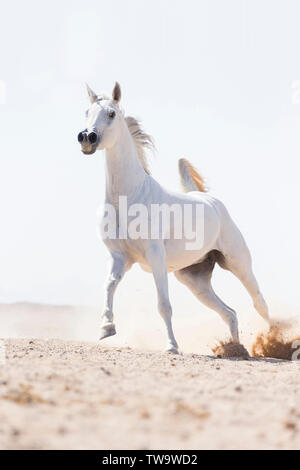 Cheval Arabe pur-sang. Jument grise galoper dans le désert. L'Égypte Banque D'Images