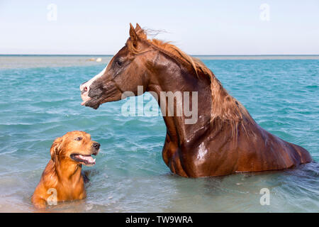 Cheval Arabe. Étalon alezan et son ami, un Golden Retriever, assis dans la mer. L'Égypte Banque D'Images