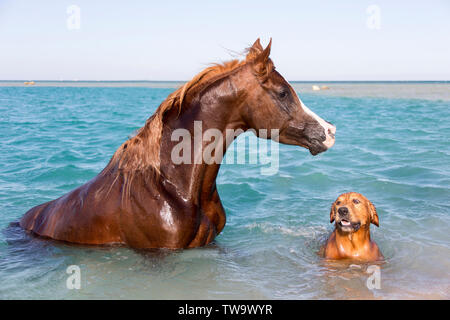 Cheval Arabe. Étalon alezan et son ami, un Golden Retriever, assis dans la mer. L'Égypte Banque D'Images