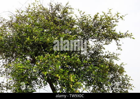 Arbre généalogique de jujube avec fond blanc Banque D'Images