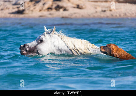 Cheval Arabe. L'étalon gris et son ami, un Golden Retriever, nager dans la mer. L'Égypte Banque D'Images