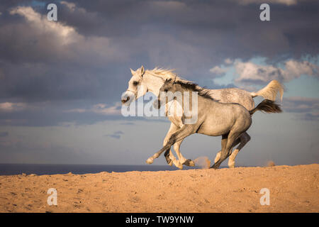 Cheval Arabe. Jument grise avec poulain galopant dans le désert. L'Égypte Banque D'Images