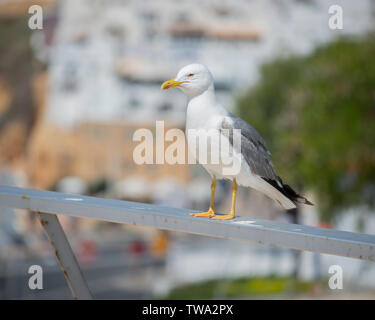 Larus fuscus mouette s'assit sur une clôture au Portugal Banque D'Images