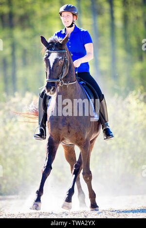 Cheval de Hanovre. Hongre noir avec rider effectuant un demi-col. Allemagne Banque D'Images