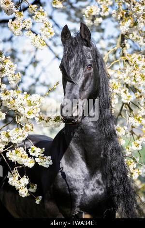Cheval frison. Portrait de l'étalon noir dans un arbre fruitier en fleurs. Allemagne Banque D'Images