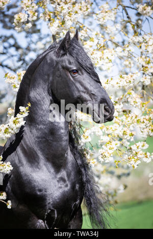 Cheval frison. Portrait de l'étalon noir dans un arbre fruitier en fleurs. Allemagne Banque D'Images