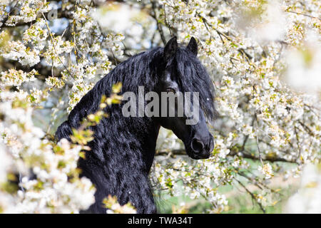 Cheval frison. Portrait de l'étalon noir dans un arbre fruitier en fleurs. Allemagne Banque D'Images