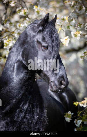 Cheval frison. Portrait de l'étalon noir dans un arbre fruitier en fleurs. Allemagne Banque D'Images