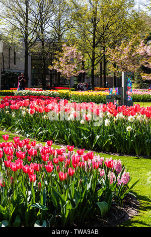 Jardins de Keukenhof incroyable affichage de printemps Fleurs Tulipes Banque D'Images