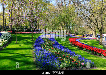 Jardins de Keukenhof incroyable affichage de printemps Fleurs Tulipes Banque D'Images