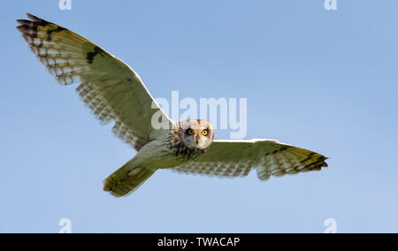 Hibou des marais en vol avec des ailes spreaded Banque D'Images