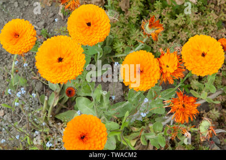Les œillets en fleur. Des soucis peuvent être utilisés dans le compagnonnage des plantes Banque D'Images