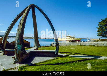 Iles Falkland 1985. Passage de baleine dans l'enceinte de la Cathédrale de Christchurch à Port Stanley Banque D'Images