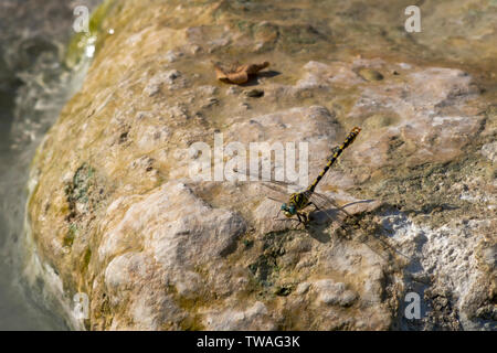 Close up of Small pincertail ou crochet aux yeux verts-tailed dragonfly, Onychogomphus forcipatus, au soleil sur la roche. Corps jaune et noir, yeux turquoise Banque D'Images