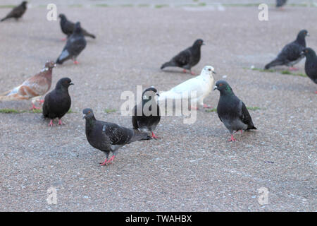 Les pigeons gris s'asseoir sur l'asphalte dans le centre de la place Banque D'Images