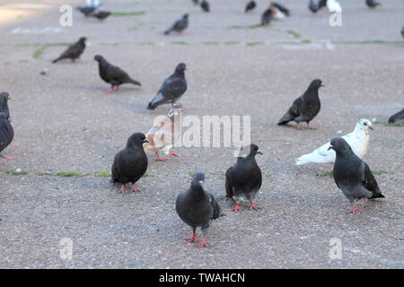 Les pigeons gris s'asseoir sur l'asphalte dans le centre de la place Banque D'Images