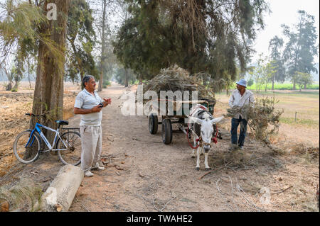 La ferme Sekem, Markaz Belbes, Egypte Banque D'Images