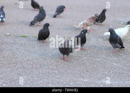 Les pigeons gris s'asseoir sur l'asphalte dans le centre de la place Banque D'Images