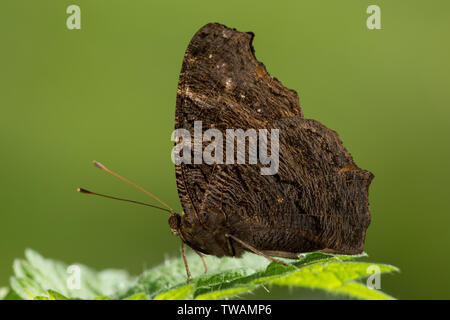 Un papillon paon reste au sommet d'une ortie sauvage avec des ailes fermé dans un jardin Hampshire uk Banque D'Images