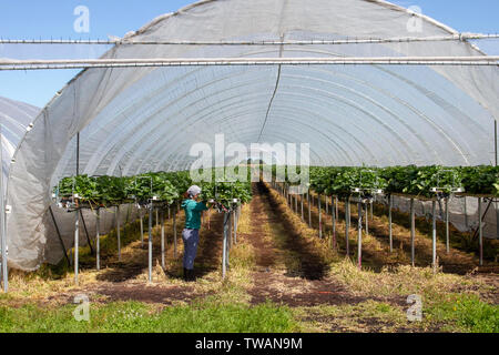 Hesketh Bank, Lancashire. Météo britannique. 19 Juin, 2019. Enfin des conditions chaudes et ensoleillées fraises mûrissent de plus en plus courbé Structures ouvertes tissu cloches. Les travailleurs de l'Union européenne aider les migrants à l'horticulture commerciale, la cueillette, la coupe, la récolte et l'emballage des fruits. Everbearer Pleine lune de juin s'appelle la lune de fraises parce qu'il montrait à certaines tribus américaines autochtones que c'est le moment de l'année afin de recueillir le mûrissement des fraises. Basse température jusqu'à présent ont étouffé la croissance et la réduction de la demande de fruits et légumes dans cette région agricole. AlamyLiveNews ; crédit/MWI. Banque D'Images