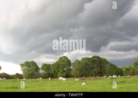 Tempête de pluie nuages sombres Miguel survolez des moutons paissant dans le champ, Mickleton, Chipping Campden, UK Banque D'Images