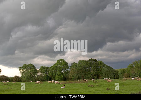 Tempête de pluie nuages sombres Miguel qui pèse sur le pâturage des moutons, entourant Mickleton, Chipping Campden, UK Banque D'Images